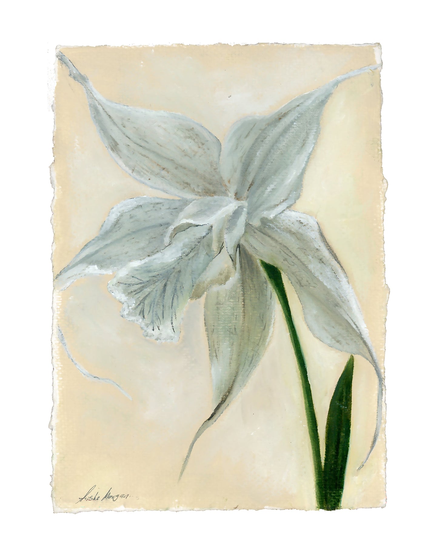 Ghost Orchid Print