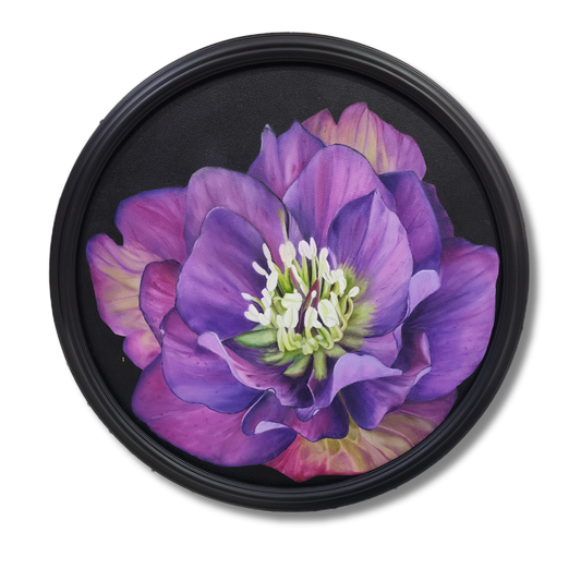 Hellebores North Star
20" Round – Oil on Canvas" round