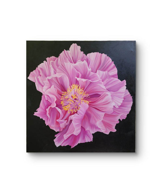 Pink Peony (Awaiting Official Title)