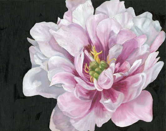Pink Peony (Awaiting Official Title)