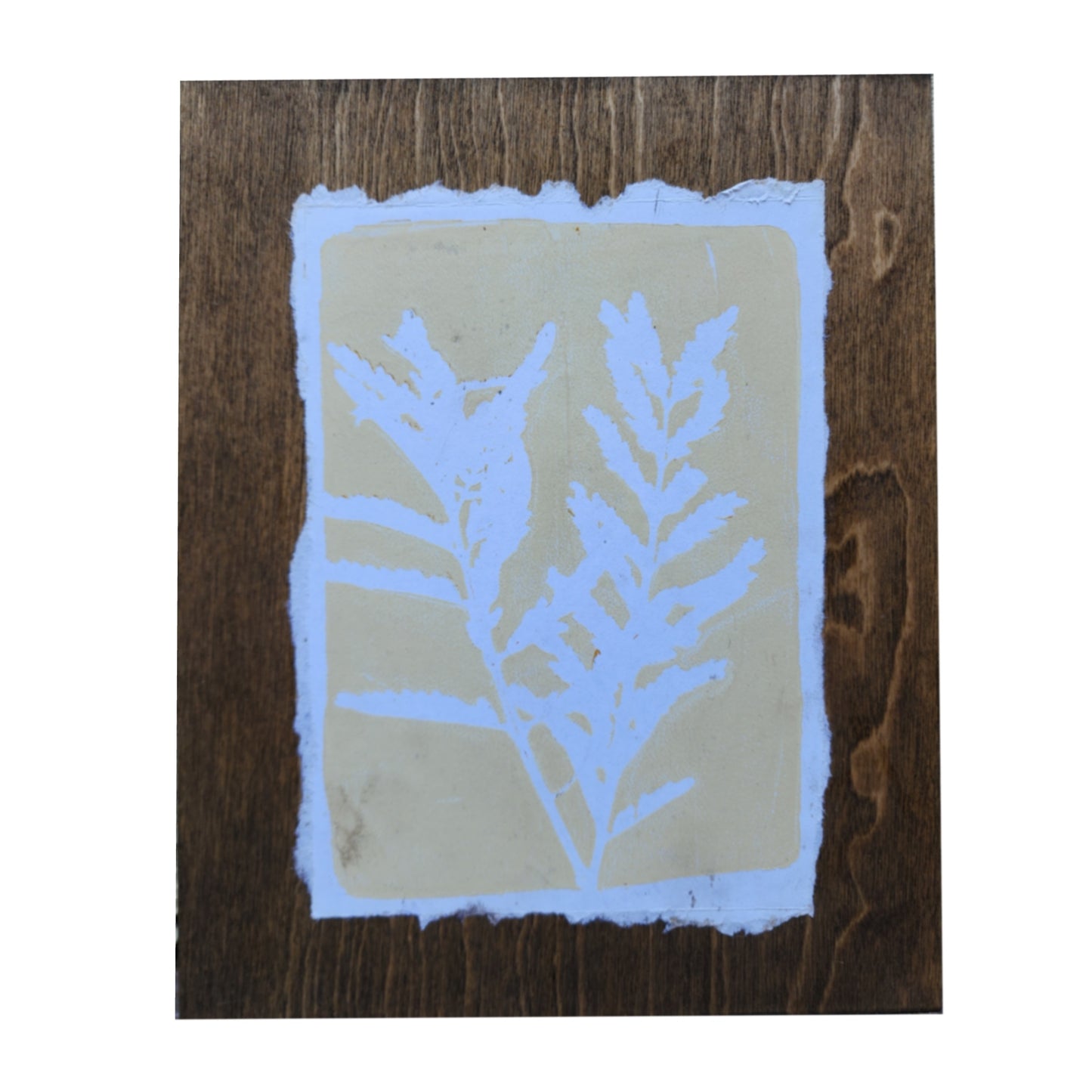 Desert Bird of Paradise VI