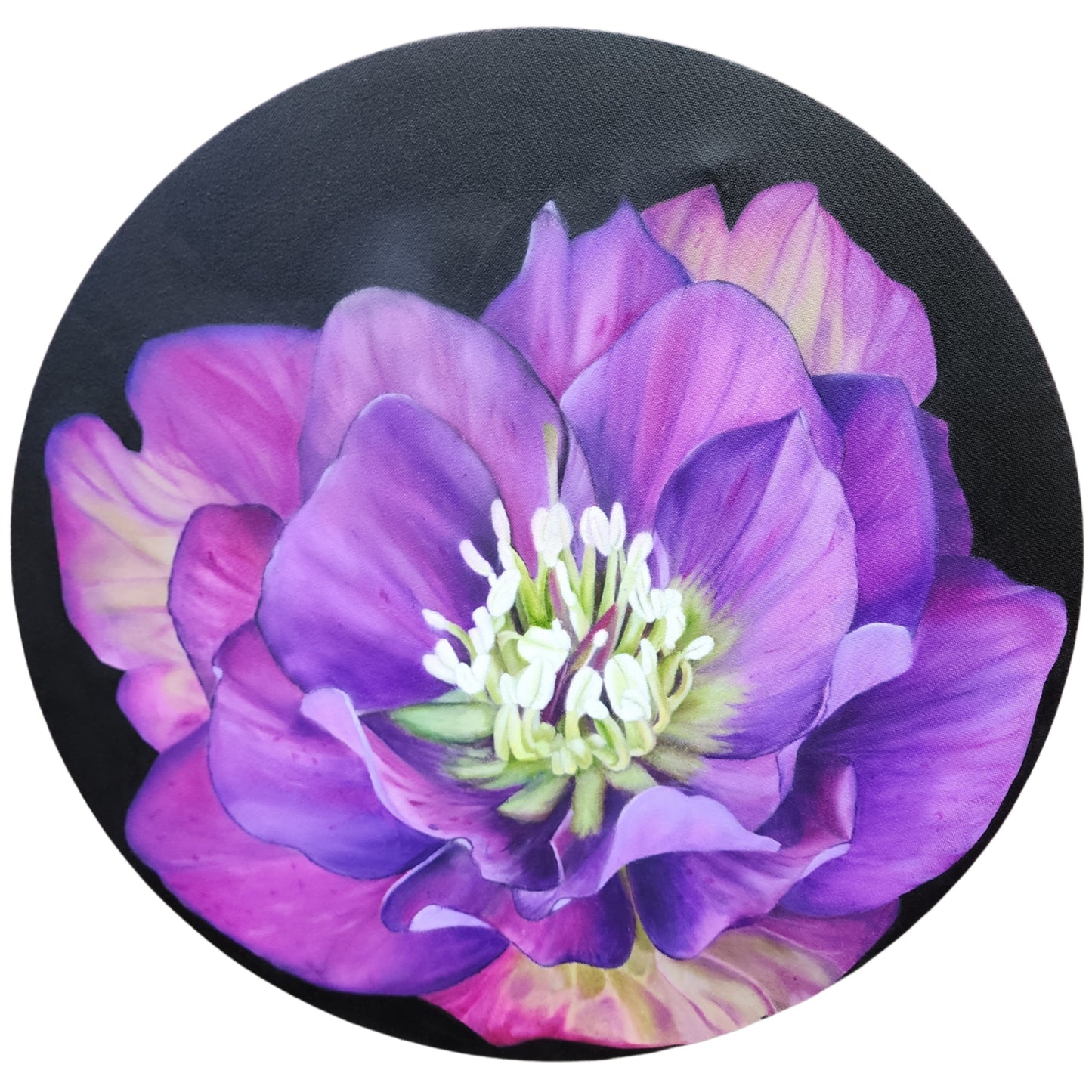 Hellebores North Star - 18" round