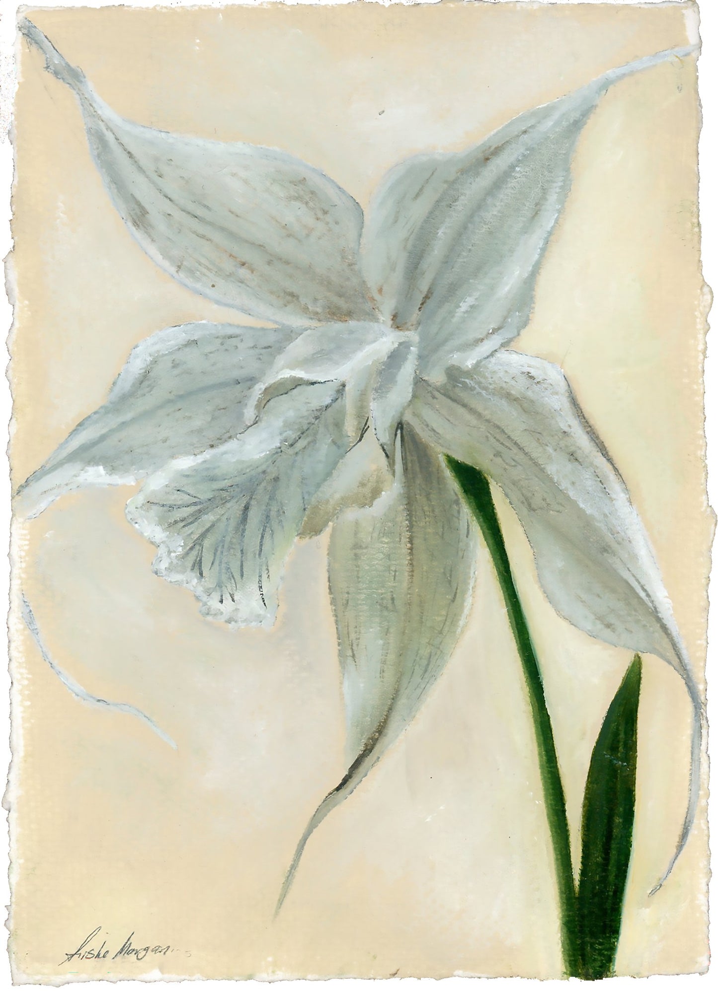 Ghost Orchid Print
